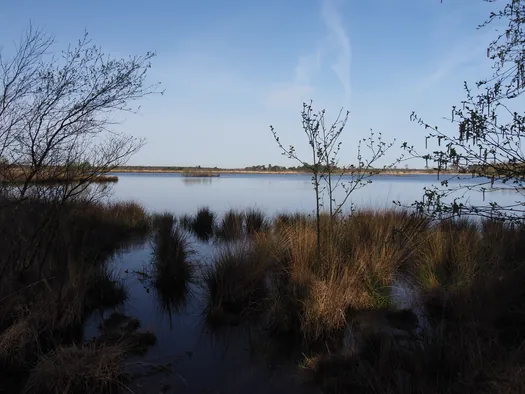 Kalmthoutse Heide, Kalmthout (België)